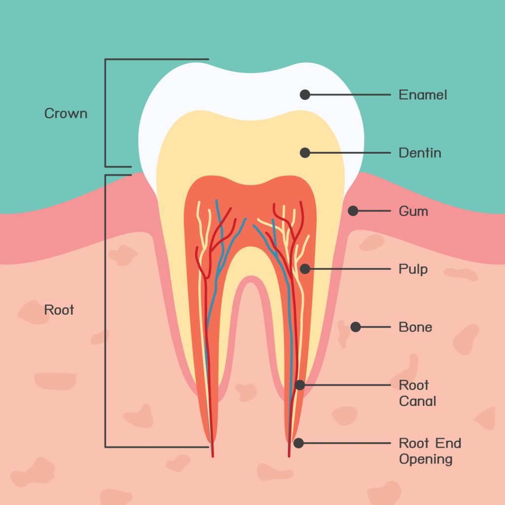 an in-depth diagram of a tooth